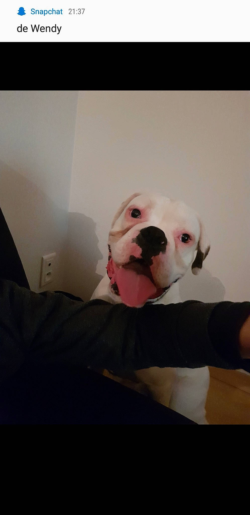 Olaf participe au concours pour gagner de l'argent avec cette photo : american_bulldog, bulldog, canidae, carnivore, companion_dog, dog, dog_breed, dogo_argentino, dogo_guatemalteco, ear, mammal, non_sporting_group, nose, old_english_bulldog, pit_bull, puppy, snout, valley_bulldog, vertebrate, white_english_bulldog