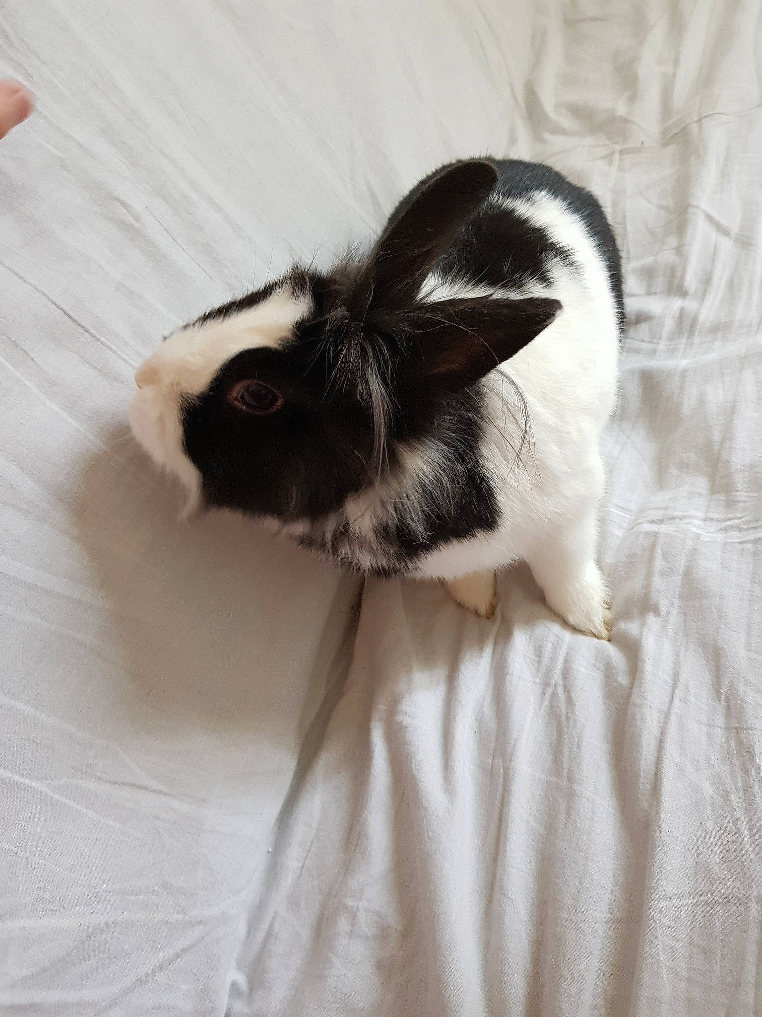 Onyx participe au concours pour gagner de l'argent avec cette photo : domestic_rabbit, ear, fawn, fur, rabbit, rabbits_and_hares, skin, tail, whiskers