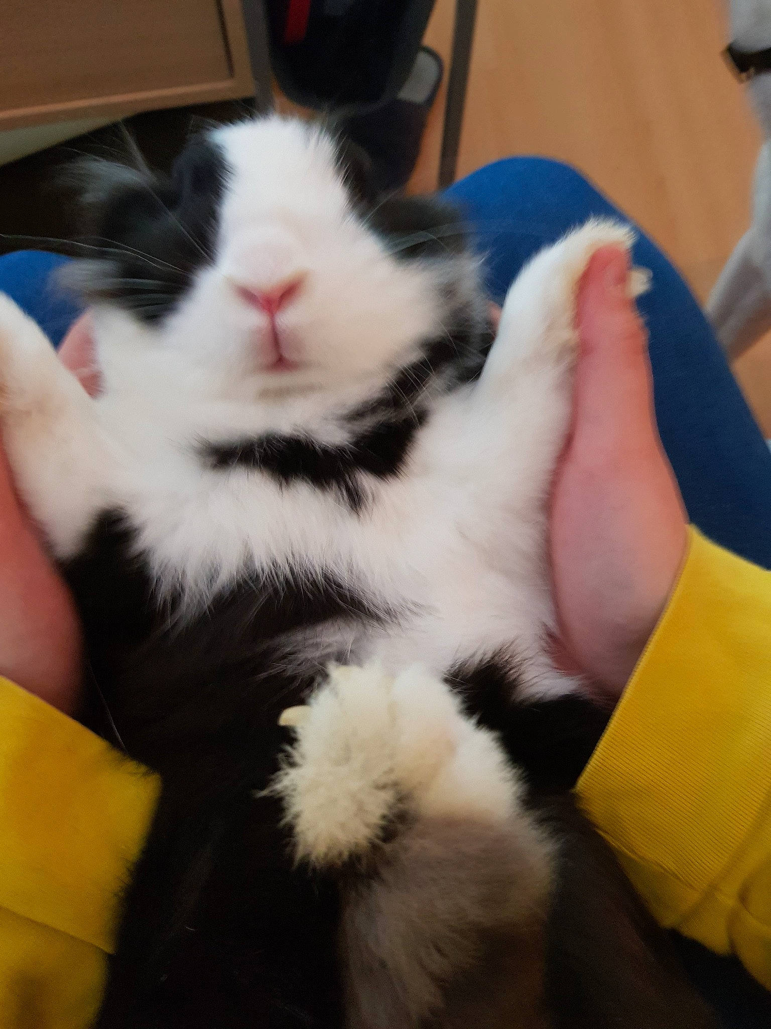 Onyx participe au concours pour gagner de l'argent avec cette photo : carnivore, cat, claw, ear, felidae, fur, hand, leg, paw, polydactyl_cat, rabbit, rabbits_and_hares, small_to_medium_sized_cats, whiskers