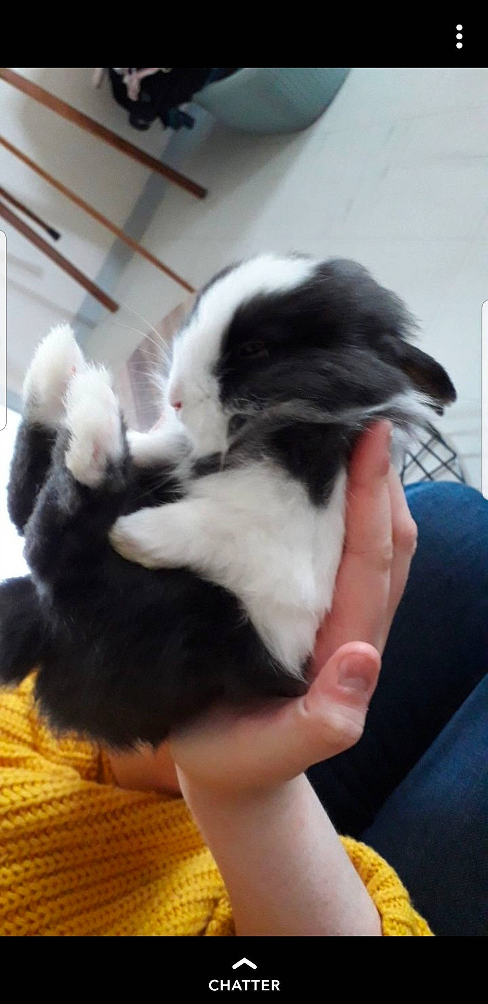 Onyx a rejoint le concours — aidez-le/la à gagner de superbes lots ! black_hair, canidae, carnivore, claw, ear, finger, hand, leg, tail