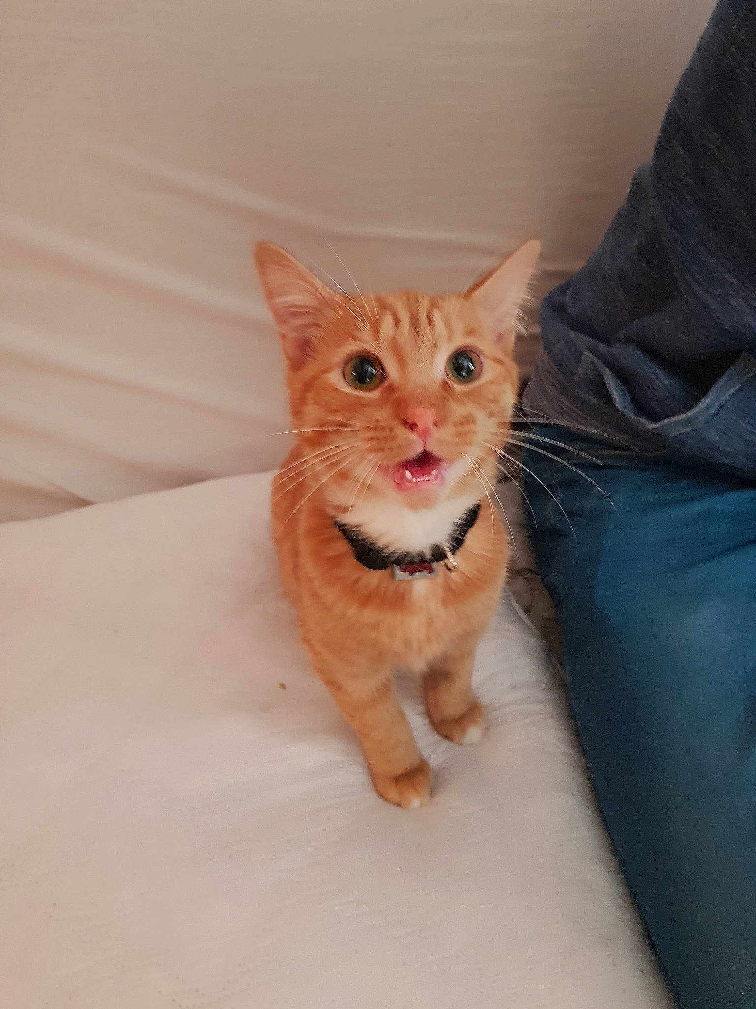 Kurama participe au concours pour gagner de l'argent avec cette photo : aegean_cat, asian, carnivore, cat, domestic_short_haired_cat, ear, european_shorthair, eye, fawn, felidae, fur, german_rex, kitten, mammal, munchkin, nose, skin, small_to_medium_sized_cats, tabby_cat, whiskers