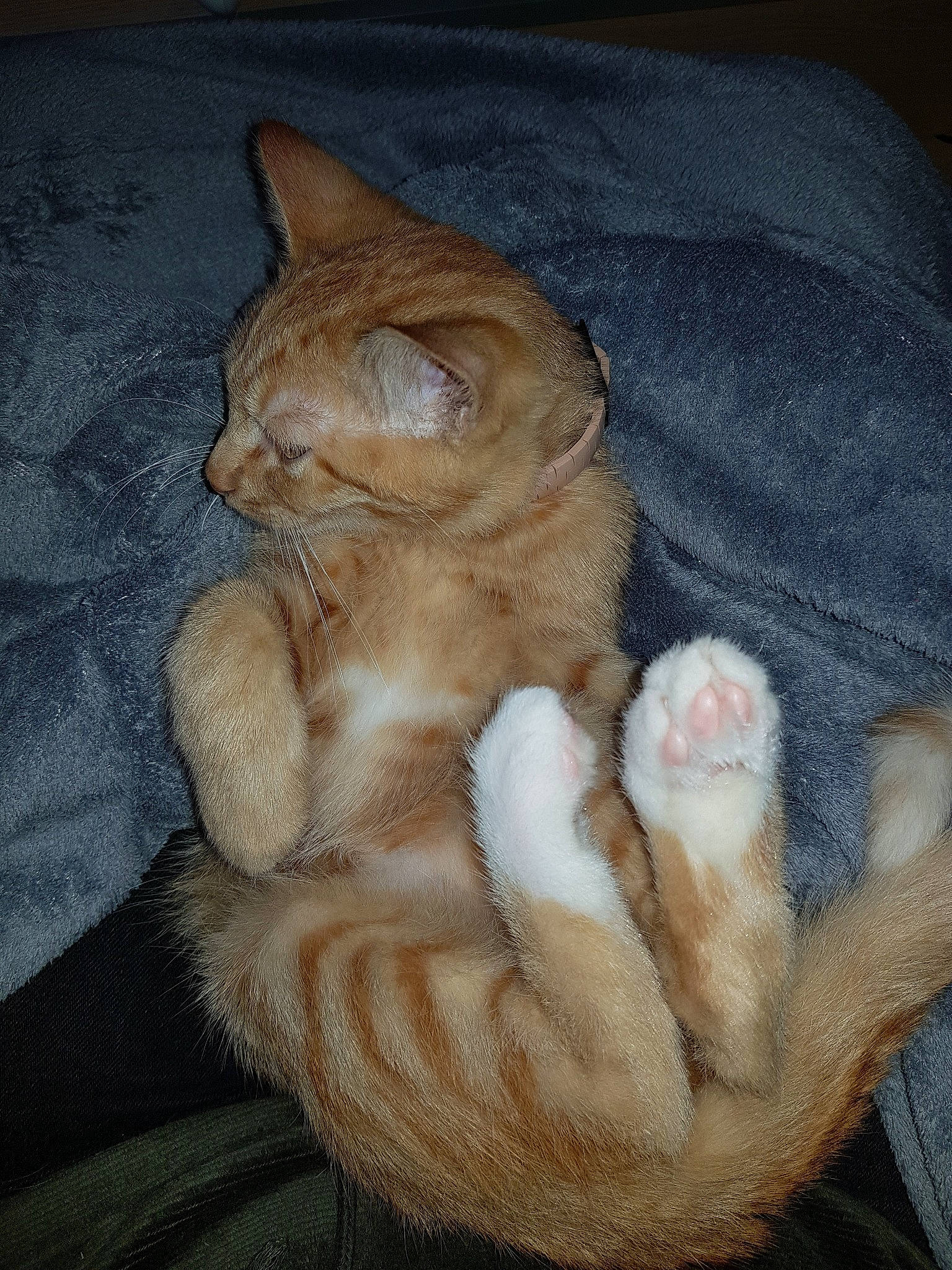 Kurama participe au concours pour gagner de l'argent avec cette photo : aegean_cat, arabian_mau, asian, carnivore, cat, claw, domestic_short_haired_cat, european_shorthair, fawn, felidae, fur, german_rex, mammal, ojos_azules, paw, polydactyl_cat, small_to_medium_sized_cats, tabby_cat, tail, whiskers