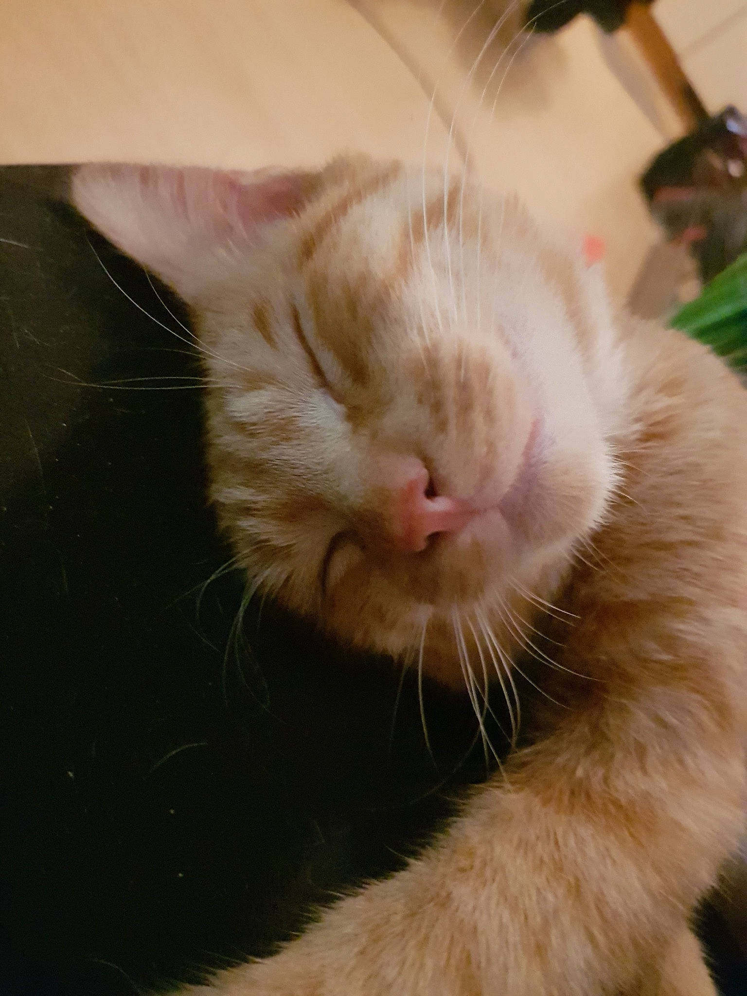 Kurama a rejoint le concours — aidez-le/la à gagner de superbes lots ! carnivore, cat, claw, close_up, ear, fawn, felidae, fur, mouth, nap, nose, paw, skin, small_to_medium_sized_cats, snout, whiskers