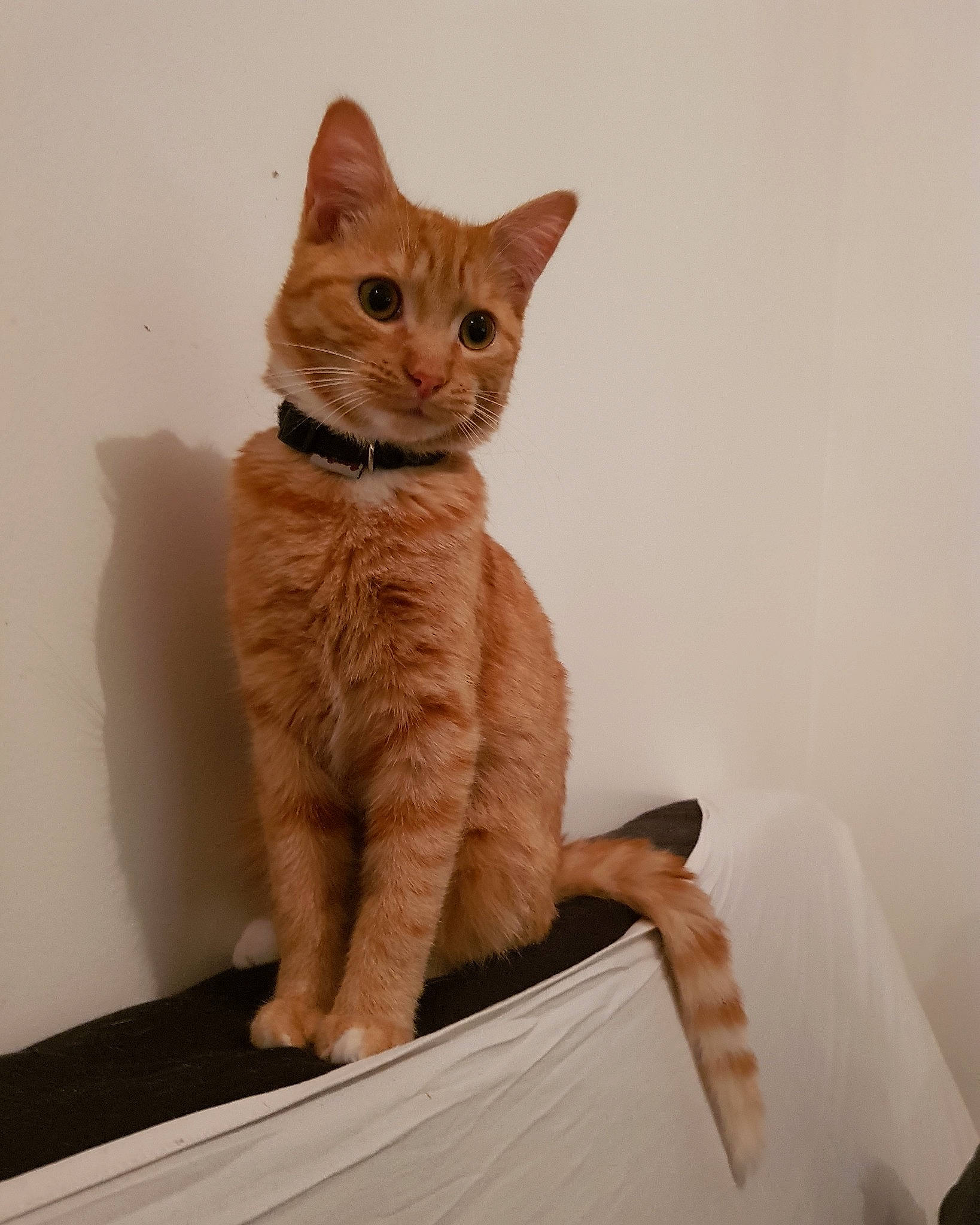 Kurama a rejoint le concours — aidez-le/la à gagner de superbes lots ! arabian_mau, asian, australian_mist, carnivore, cat, domestic_short_haired_cat, european_shorthair, fawn, felidae, german_rex, kitten, mammal, ojos_azules, small_to_medium_sized_cats, tabby_cat, tail, whiskers