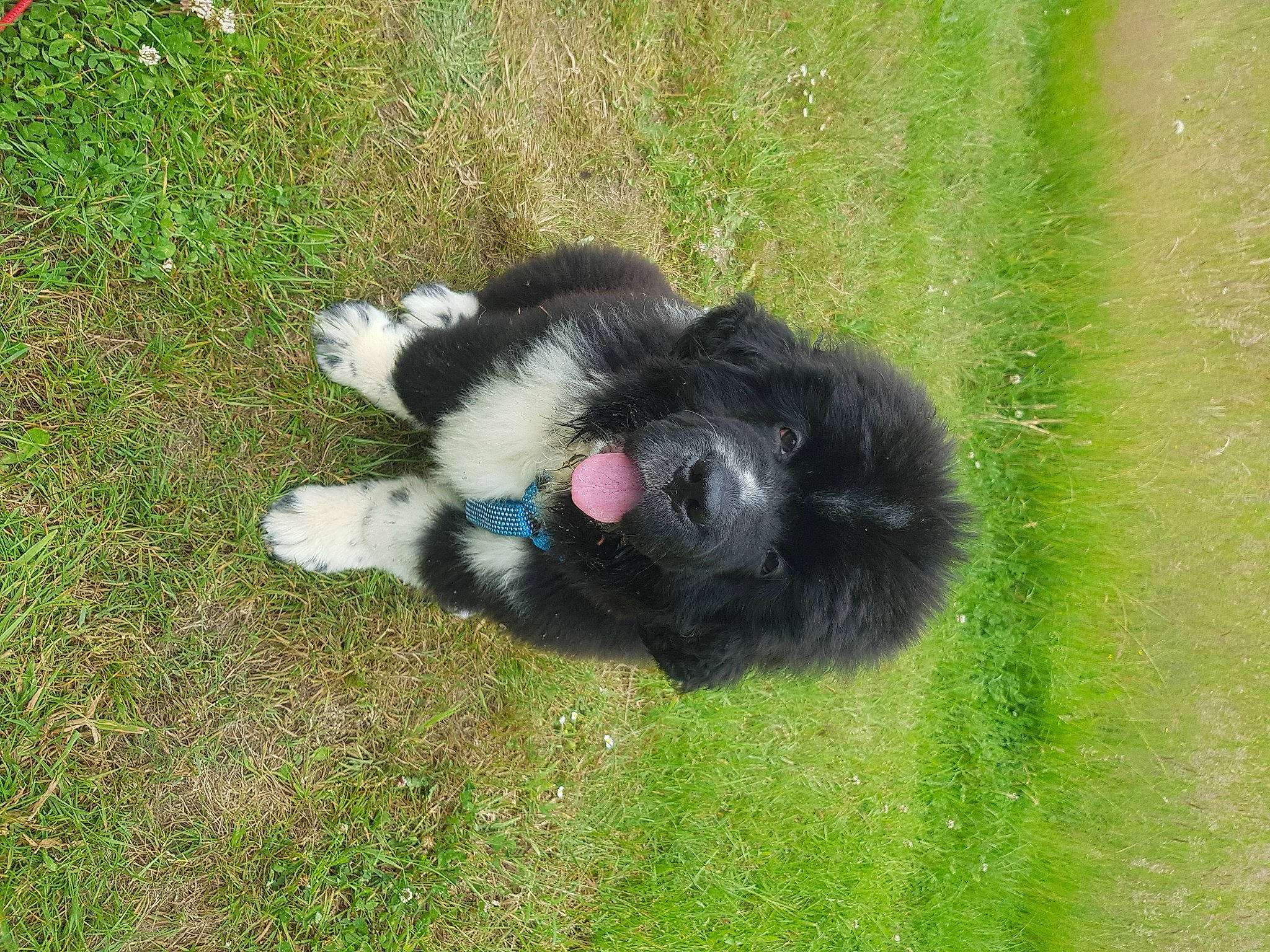 Tchopper participe au concours pour gagner de l'argent avec cette photo : border_collie, canidae, carnivore, companion_dog, dog, dog_breed, fur, german_spitz, german_spitz_klein, grass, grassland, herding_dog, pasture, paw, snout, sporting_group, tail, terrestrial_animal, working_animal, working_dog