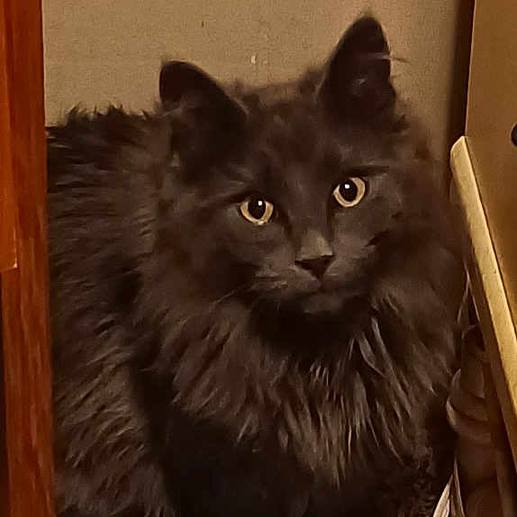 Loki