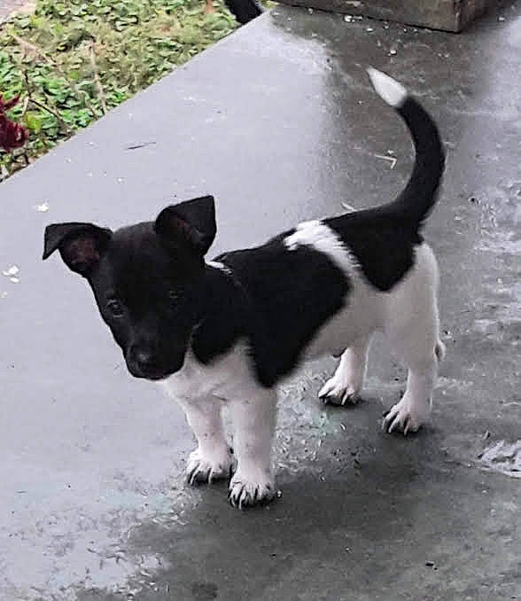 Cooper joined the competition — help win amazing prizes! asphalt, carnivore, cat, collar, companion_dog, dog_breed, domestic_short_haired_cat, felidae, fur, grass, leash, paw, plant, road, road_surface, shadow, sidewalk, small_to_medium_sized_cats, tail, whiskers