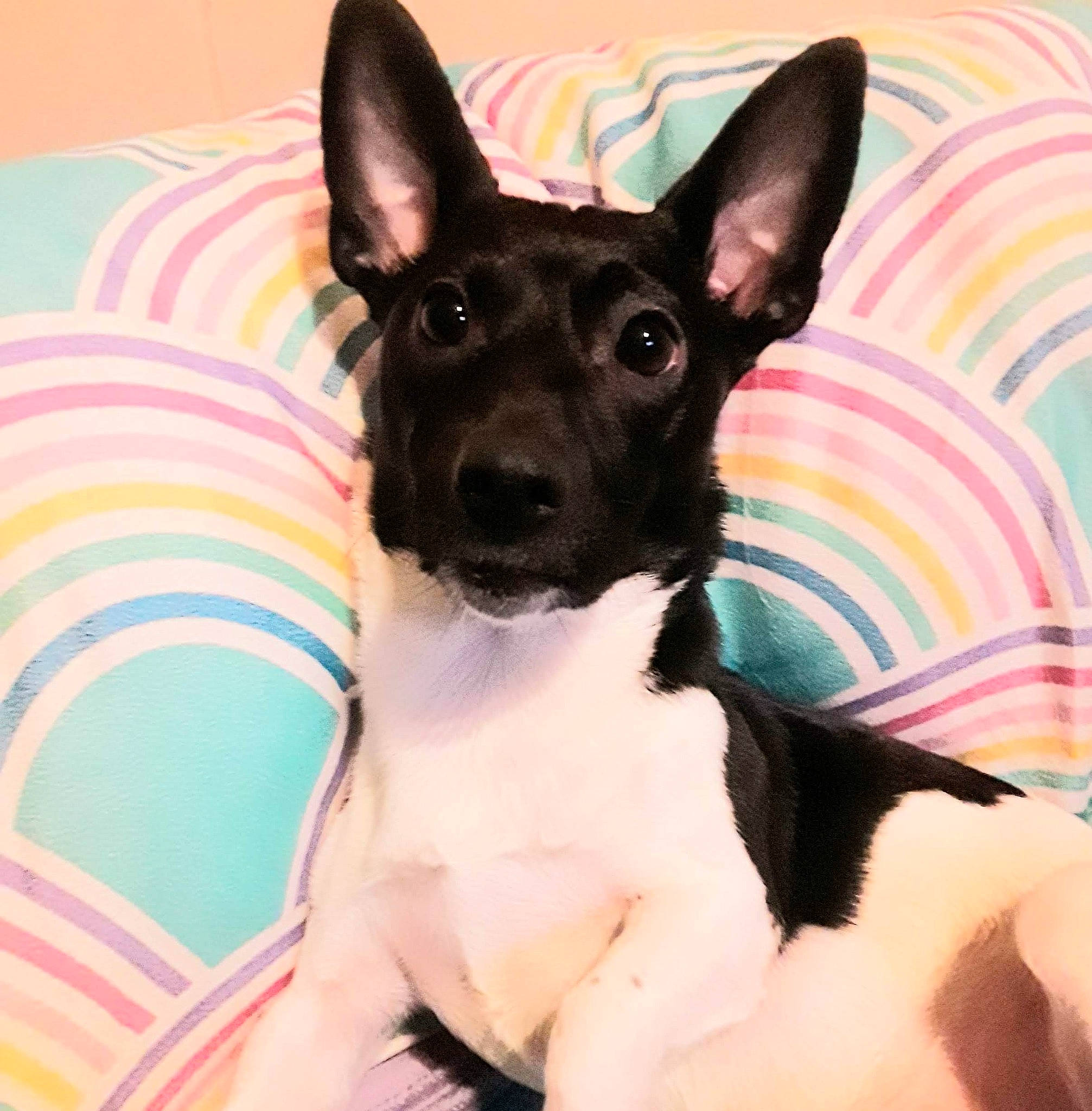 Cooper joined the competition — help win amazing prizes! bull_terrier, canidae, carnivore, collar, comfort, companion_dog, dishware, dog, dog_breed, dog_collar, dog_supply, ear, fawn, pet_supply, snout, sporting_group, terrier, toy_dog, whiskers, working_animal
