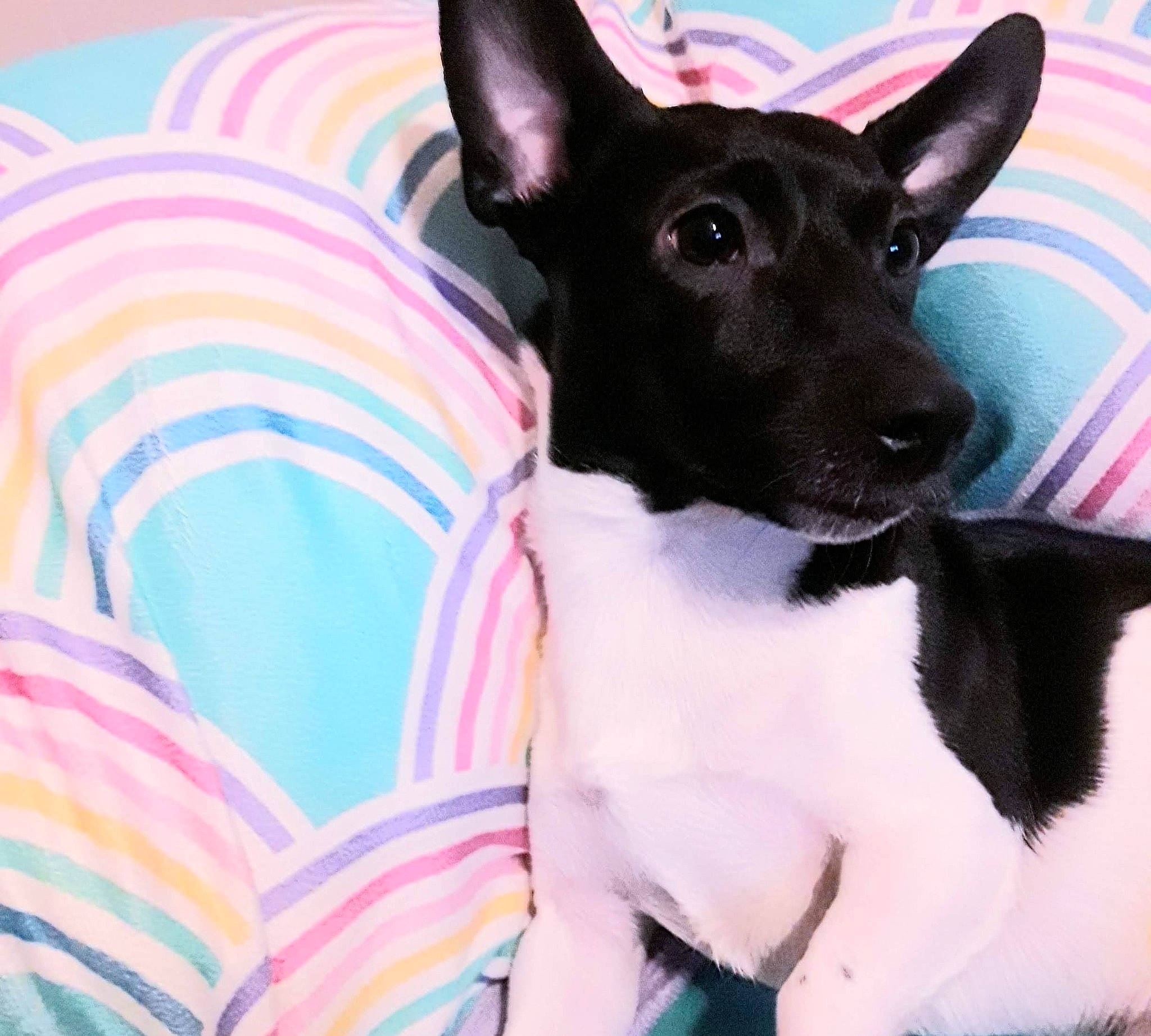 Cooper is registered to the contest to win money with this photo: ancient_dog_breeds, art, canidae, carnivore, collar, companion_dog, dishware, dog, dog_breed, dog_collar, dog_supply, fawn, magenta, pet_supply, puppy, sporting_group, toy_dog, whiskers, working_animal, working_dog