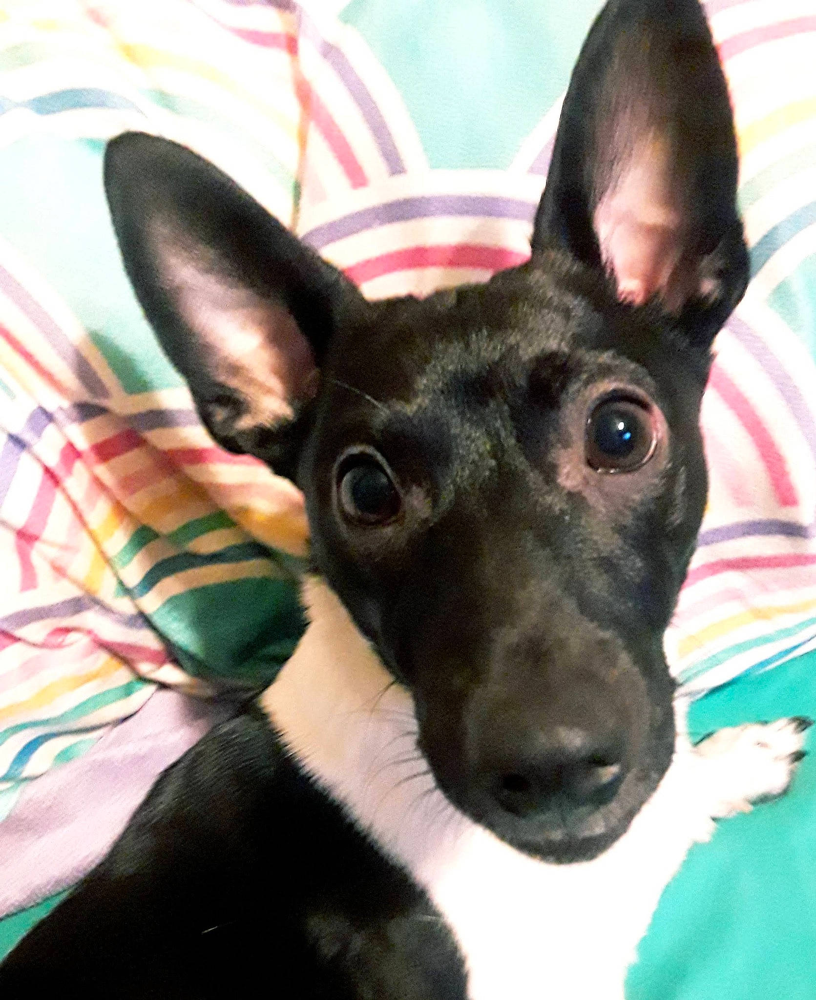 Cooper is registered to the contest to win money with this photo: canidae, carnivore, collar, companion_dog, dog, dog_breed, ear, fur, non_sporting_group, pattern, sporting_group, terrestrial_animal, terrier, toy_dog, whiskers, working_animal