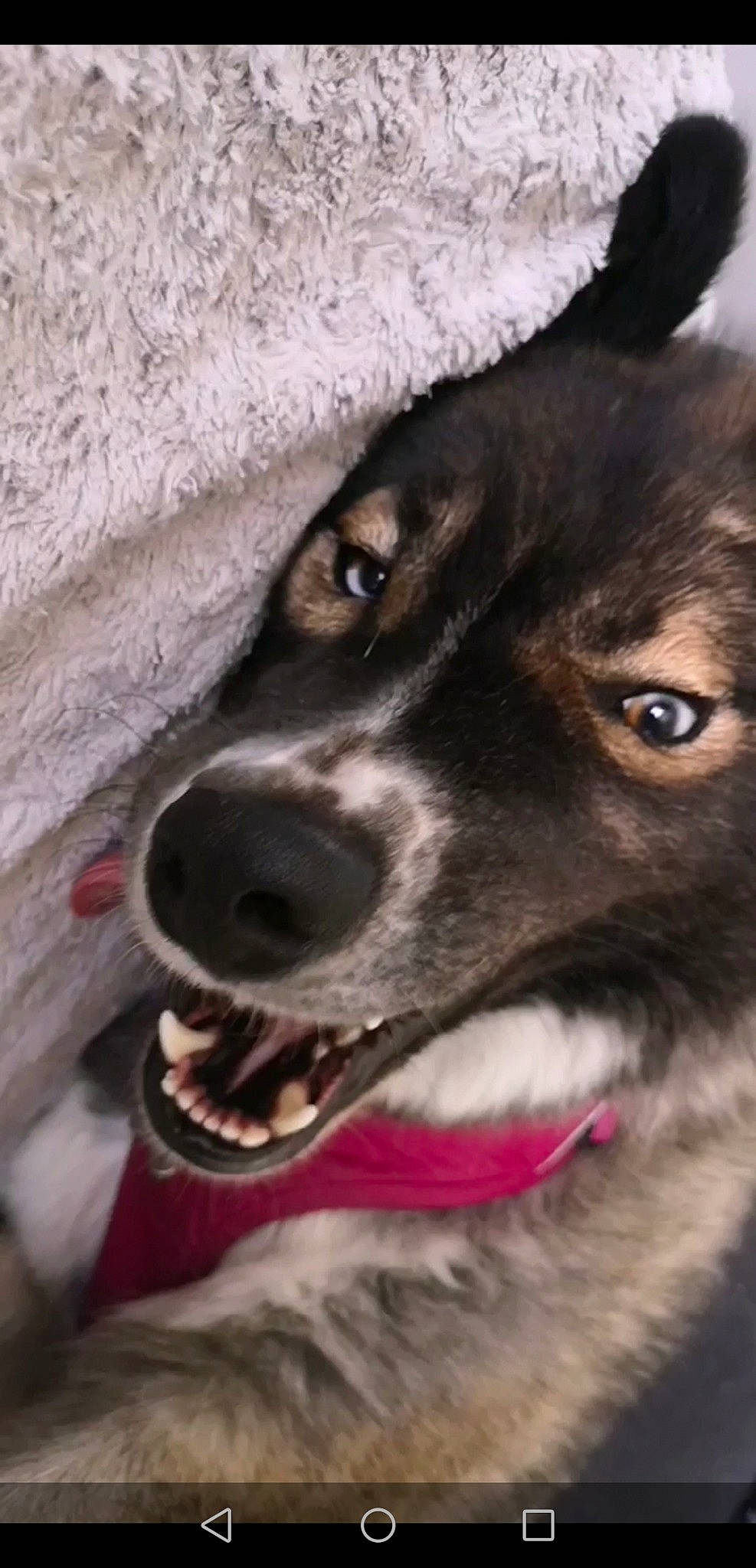 Wolverine participe au concours pour gagner de l'argent avec cette photo : ancient_dog_breeds, canidae, carnivore, collar, companion_dog, dog, dog_breed, dog_collar, ear, fur, herding_dog, puppy, siberian_husky, sporting_group, whiskers, window, working_animal, working_dog