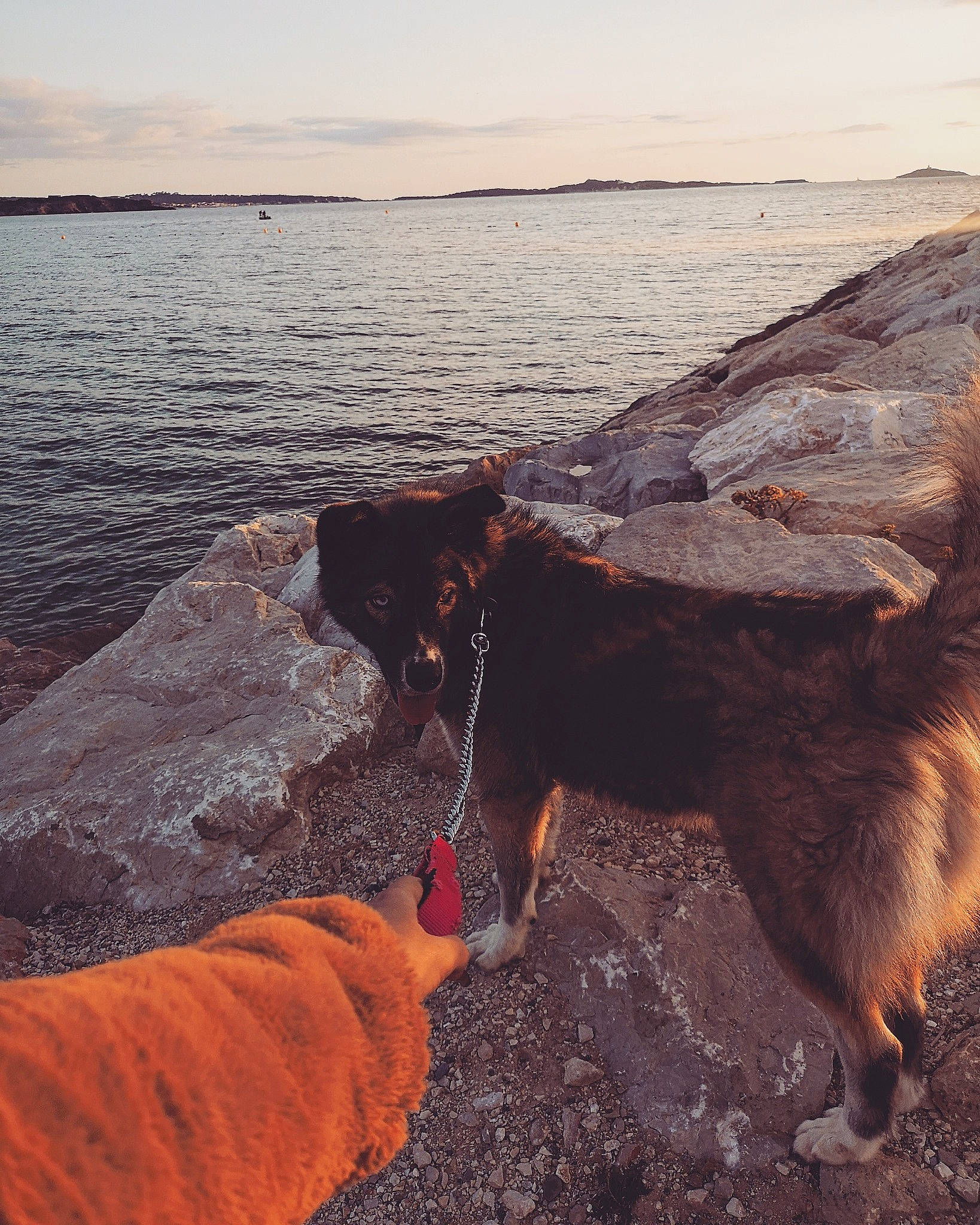 Wolverine a rejoint le concours — aidez-le/la à gagner de superbes lots ! beach, carnivore, cloud, dog, dog_breed, dusk, horizon, lake, landscape, rock, sand, shore, sky, sunset, tail, water, wilderness, wind_wave, wood, working_animal