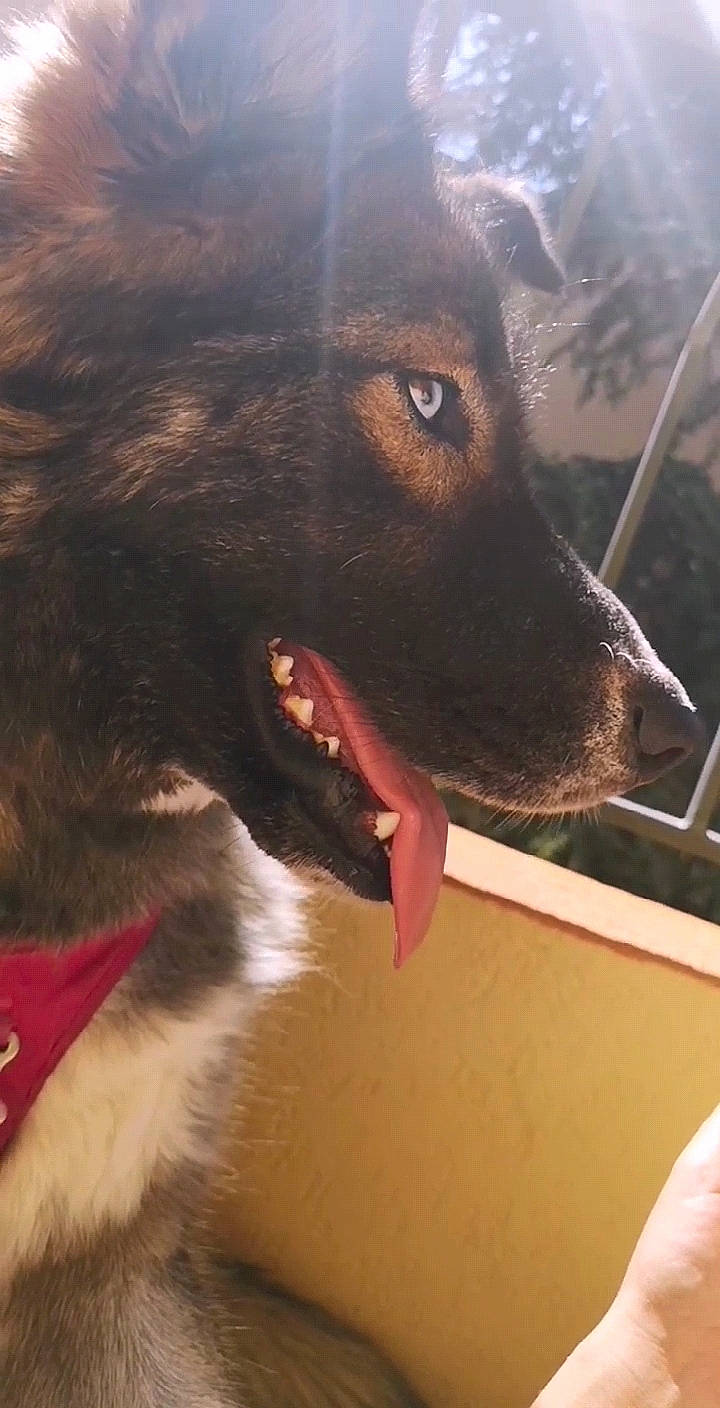 Wolverine a rejoint le concours — aidez-le/la à gagner de superbes lots ! carnivore, collar, companion_dog, dog, dog_breed, dog_collar, fang, fur, giant_dog_breed, liver, mammal, metal, snout, sporting_group, tints_and_shades, vertebrate, whiskers, window, windshield, working_animal