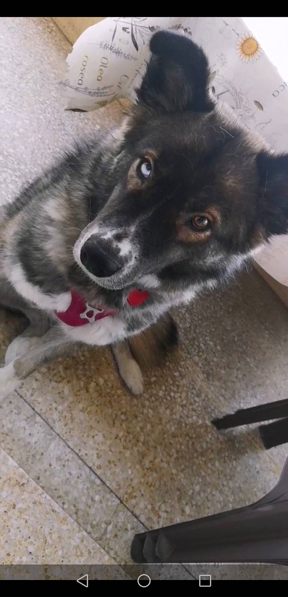 Wolverine a rejoint le concours — aidez-le/la à gagner de superbes lots ! ancient_dog_breeds, canidae, carnivore, collar, companion_dog, dog, dog_breed, flooring, fur, herding_dog, paw, pet_supply, snout, sporting_group, street_dog, tail, whiskers, working_animal, working_dog