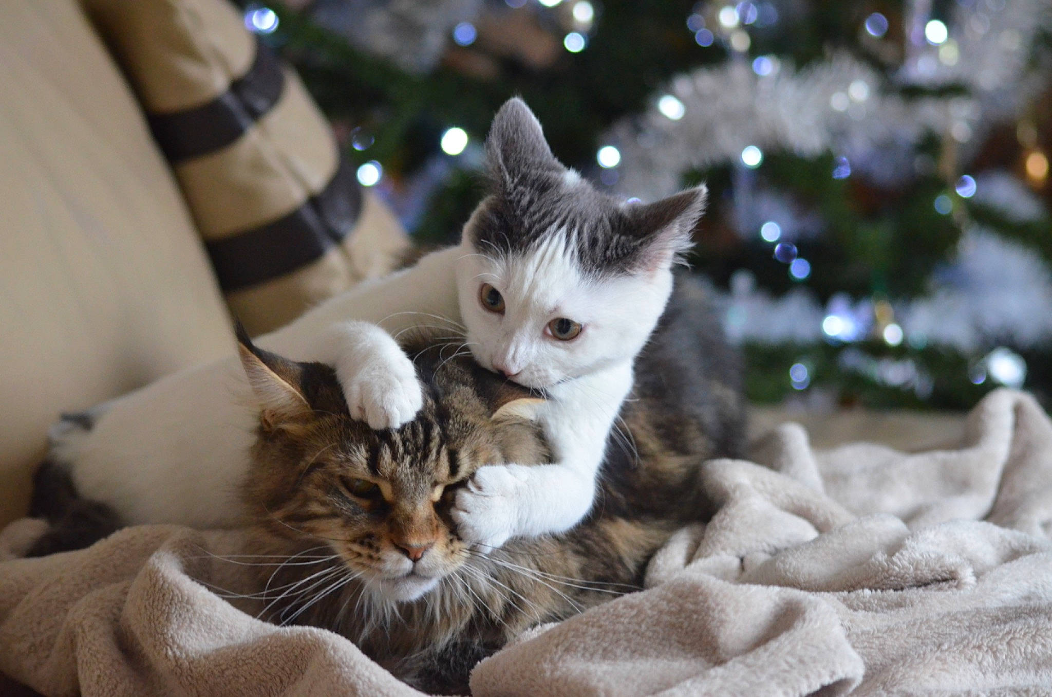 Lizy a rejoint le concours — aidez-le/la à gagner de superbes lots ! aegean_cat, american_wirehair, asian, carnivore, cat, ear, european_shorthair, fawn, felidae, fur, kitten, mammal, norwegian_forest_cat, small_to_medium_sized_cats, tree, turkish_angora, turkish_van, whiskers