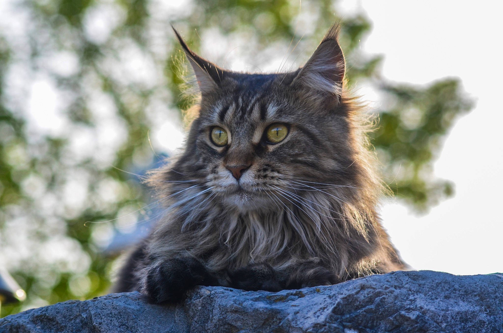 Lizy participe au concours pour gagner de l'argent avec cette photo : asian, asian_semi_longhair, british_semi_longhair, carnivore, cat, domestic_long_haired_cat, domestic_short_haired_cat, european_shorthair, felidae, maine_coon, mammal, norwegian_forest_cat, ragamuffin, siberian, small_to_medium_sized_cats, tabby_cat, vertebrate, whiskers, wild_cat, wildlife