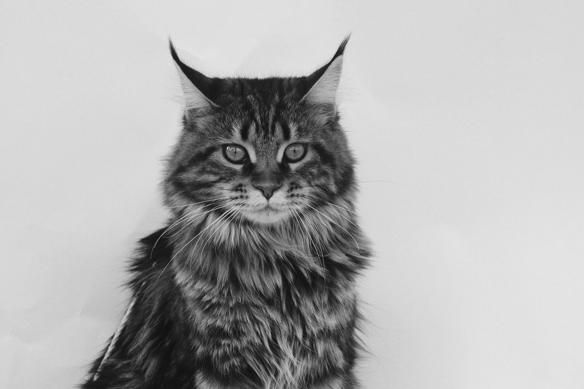 Lizy participe au concours pour gagner de l'argent avec cette photo : asian, asian_semi_longhair, black_and_white, carnivore, cat, domestic_long_haired_cat, drawing, felidae, fur, kitten, maine_coon, mammal, monochrome, norwegian_forest_cat, small_to_medium_sized_cats, tabby_cat, whiskers