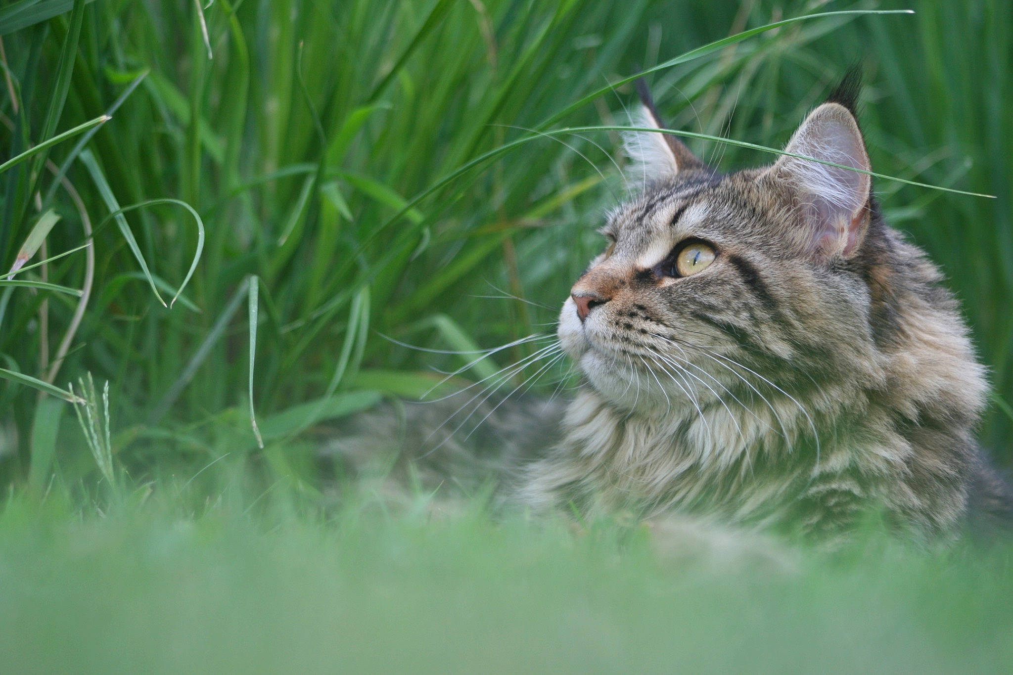 Lizy a rejoint le concours — aidez-le/la à gagner de superbes lots ! carnivore, cat, dragon_li, european_shorthair, felidae, grass, grass_family, green, maine_coon, mammal, norwegian_forest_cat, pixie_bob, siberian, small_to_medium_sized_cats, snout, tabby_cat, vertebrate, whiskers, wild_cat, wildlife