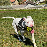 Sya participe au concours pour gagner de l'argent avec cette photo : dog, white_dog, julius_k9_harness, toy, green_toy, grass, outdoor, field, sunny, tongue_out, pet, animal, playful, happy, canine, nature, house, trees, daytime, walking
