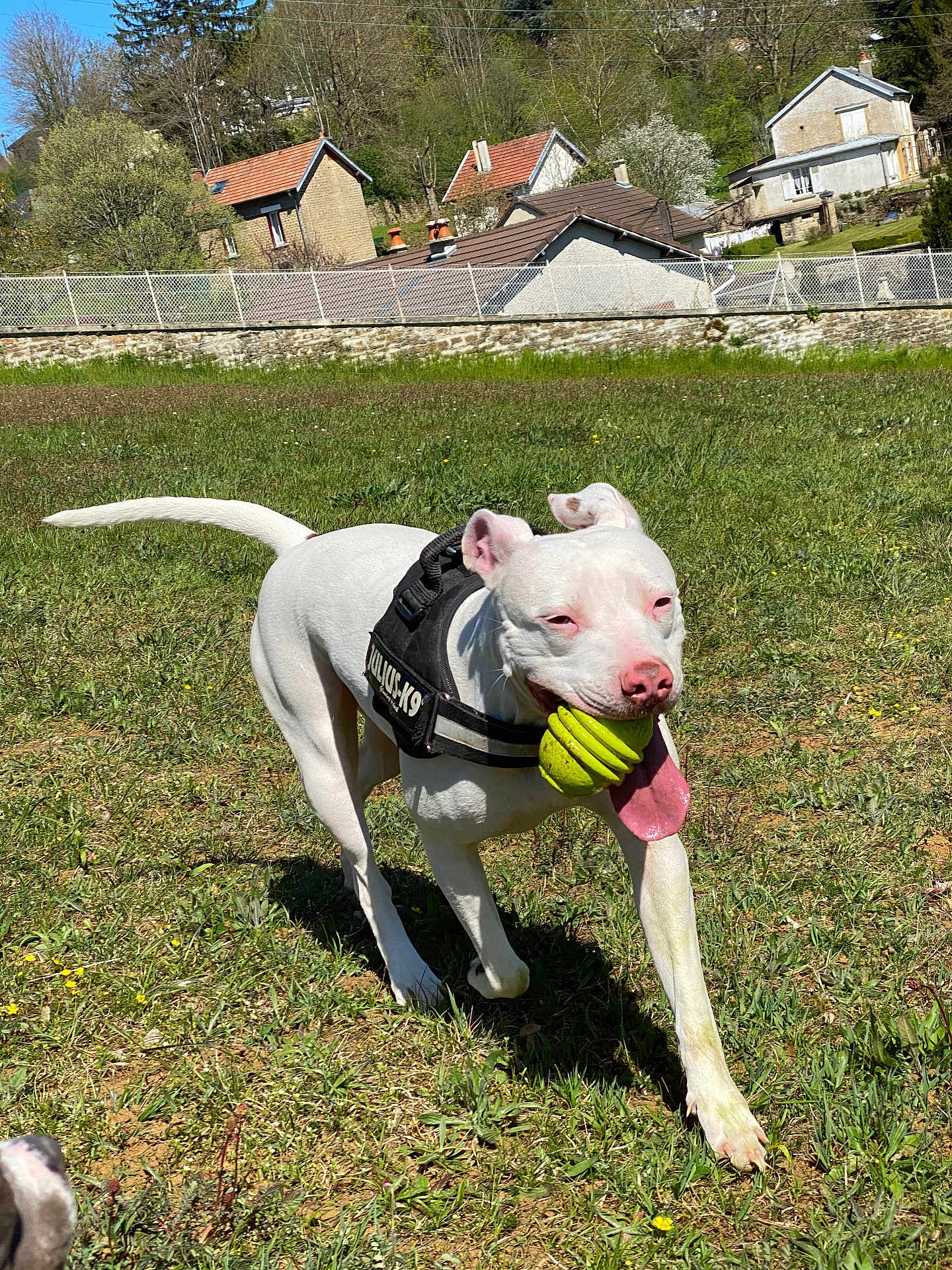 Sya participe au concours pour gagner de l'argent avec cette photo : dog, white_dog, julius_k9_harness, toy, green_toy, grass, outdoor, field, sunny, tongue_out, pet, animal, playful, happy, canine, nature, house, trees, daytime, walking
