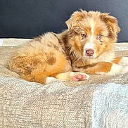 Lua participe au concours pour gagner de l'argent avec cette photo : animal, bed, blanket, brown, canine, cozy, cute, dog, domestic_animal, fur, indoors, looking_at_camera, lying_down, pet, pink_paw, puppy, resting, soft_texture, white, young