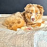 puppy, dog, lying_down, bed, blanket, fur, pet, domestic_animal, cute, indoors, resting, canine, young, animal, cozy, looking_at_camera, soft_texture, brown, white, pink_paw