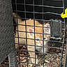 Ginger is registered to the contest to win money with this photo: animal, cage, captivity, cat, close_up, confined, curious, cute, dried_leaves, ears, feline, fur, indoors, kitten, metal_bars, orange_cat, pet, small, whiskers, young