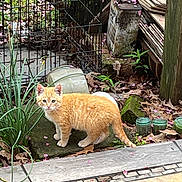 Ginger joined the competition — help win amazing prizes! kitten, cat, orange_cat, outdoor, garden, plants, greenery, leaves, flower_petals, stone, curious, animal, young_cat, nature, pet, small_cat, feline, standing, alert, daylight