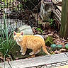 kitten, cat, orange_cat, outdoor, garden, plants, greenery, leaves, flower_petals, stone, curious, animal, young_cat, nature, pet, small_cat, feline, standing, alert, daylight