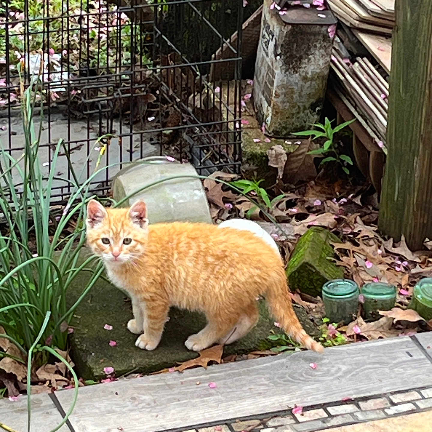 Ginger