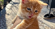 Ginger is registered to the contest to win money with this photo: animal, cat, curious, cute, feline, fur, garden, hand, kitten, orange_cat, outdoor, paw, pet, portrait, shadow, shoe, small, sunlight, tiles, young