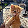 animal, cat, curious, cute, feline, fur, garden, hand, kitten, orange_cat, outdoor, paw, pet, portrait, shadow, shoe, small, sunlight, tiles, young