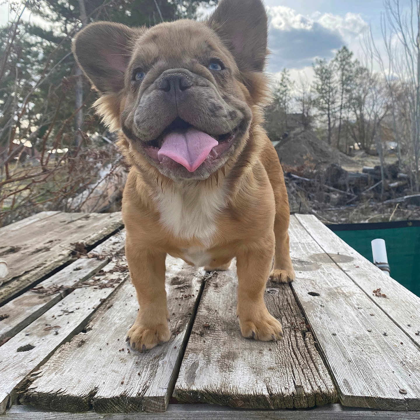 Doughboy is registered to the contest to win money with this photo: animal, architecture, boardwalk, building, bulldog, canine, deck, dog, frenchbulldog, house, housing, pet, pitbull, plant, porch, puppy, tree, water, waterfront, wood