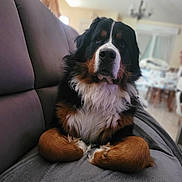 Volt participe au concours pour gagner de l'argent avec cette photo : animal, bernese_mountain_dog, black, brown, canine, couch, curtain, dog, domestic_animal, front_paws, fur, furniture, house, indoor, living_room, pet, relaxed, seated, white, window
