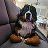 animal, bernese_mountain_dog, black, brown, canine, couch, curtain, dog, domestic_animal, front_paws, fur, furniture, house, indoor, living_room, pet, relaxed, seated, white, window