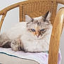 Moustique participe au concours pour gagner de l'argent avec cette photo : cat, fluffy_cat, blue_eyes, wicker_chair, cushion, indoor, pet, feline, resting, relaxed, animal, domestic_animal, fur, whiskers, ears, home, minimalist, soft_lighting, seated, cozy