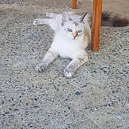 Moustique a rejoint le concours — aidez-le/la à gagner de superbes lots ! cat, animal, pet, blue_eyes, fur, floor, concrete, table_leg, wood, indoor, relaxed, lying_down, curious, whiskers, tail, domestic, mammal, cute, resting, quiet