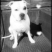 Marlow participe au concours pour gagner de l'argent avec cette photo : dog, white_dog, outdoor, woven_chair, wooden_fence, black_and_white, pet, canine, sitting, sunlight, shadow, portrait, animal, ears, face, nose, paw, furniture, relaxing, heart_shaped_light