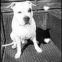 dog, white_dog, outdoor, woven_chair, wooden_fence, black_and_white, pet, canine, sitting, sunlight, shadow, portrait, animal, ears, face, nose, paw, furniture, relaxing, heart_shaped_light