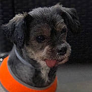 Caramelle participe au concours pour gagner de l'argent avec cette photo : dog, pet, small_dog, tongue_out, orange_clothing, fur, cute, animal, portrait, indoor, closeup, black_fur, brown_fur, fluffy, adorable, companion, domestic_animal, face, expression, wearing_clothes