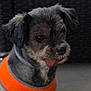 dog, pet, small_dog, tongue_out, orange_clothing, fur, cute, animal, portrait, indoor, closeup, black_fur, brown_fur, fluffy, adorable, companion, domestic_animal, face, expression, wearing_clothes