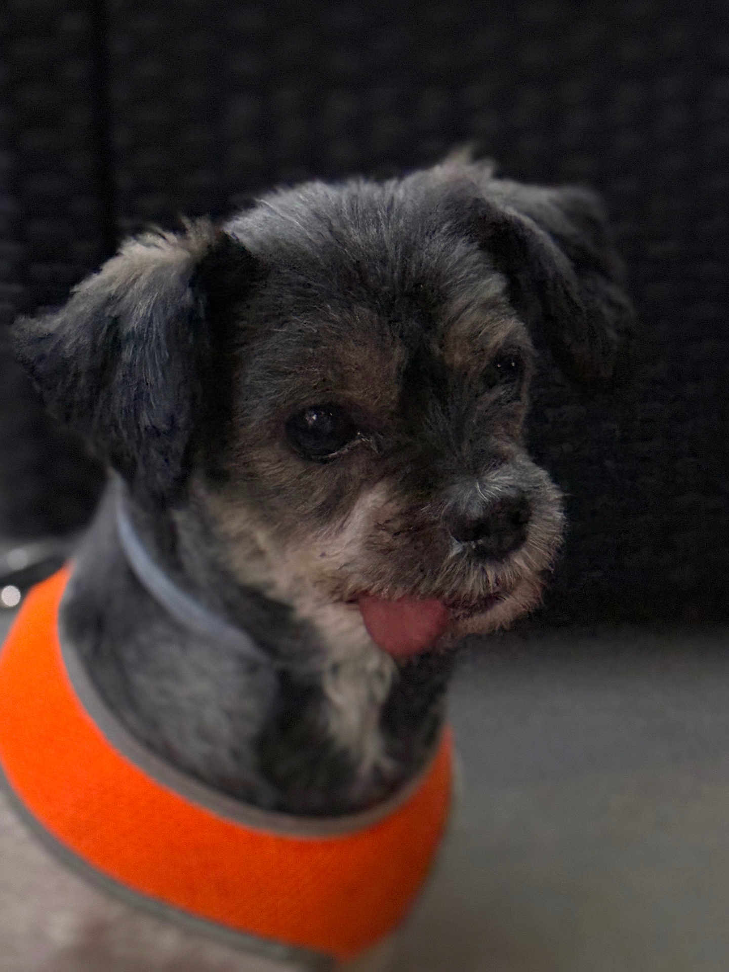 Caramelle participe au concours pour gagner de l'argent avec cette photo : dog, pet, small_dog, tongue_out, orange_clothing, fur, cute, animal, portrait, indoor, closeup, black_fur, brown_fur, fluffy, adorable, companion, domestic_animal, face, expression, wearing_clothes