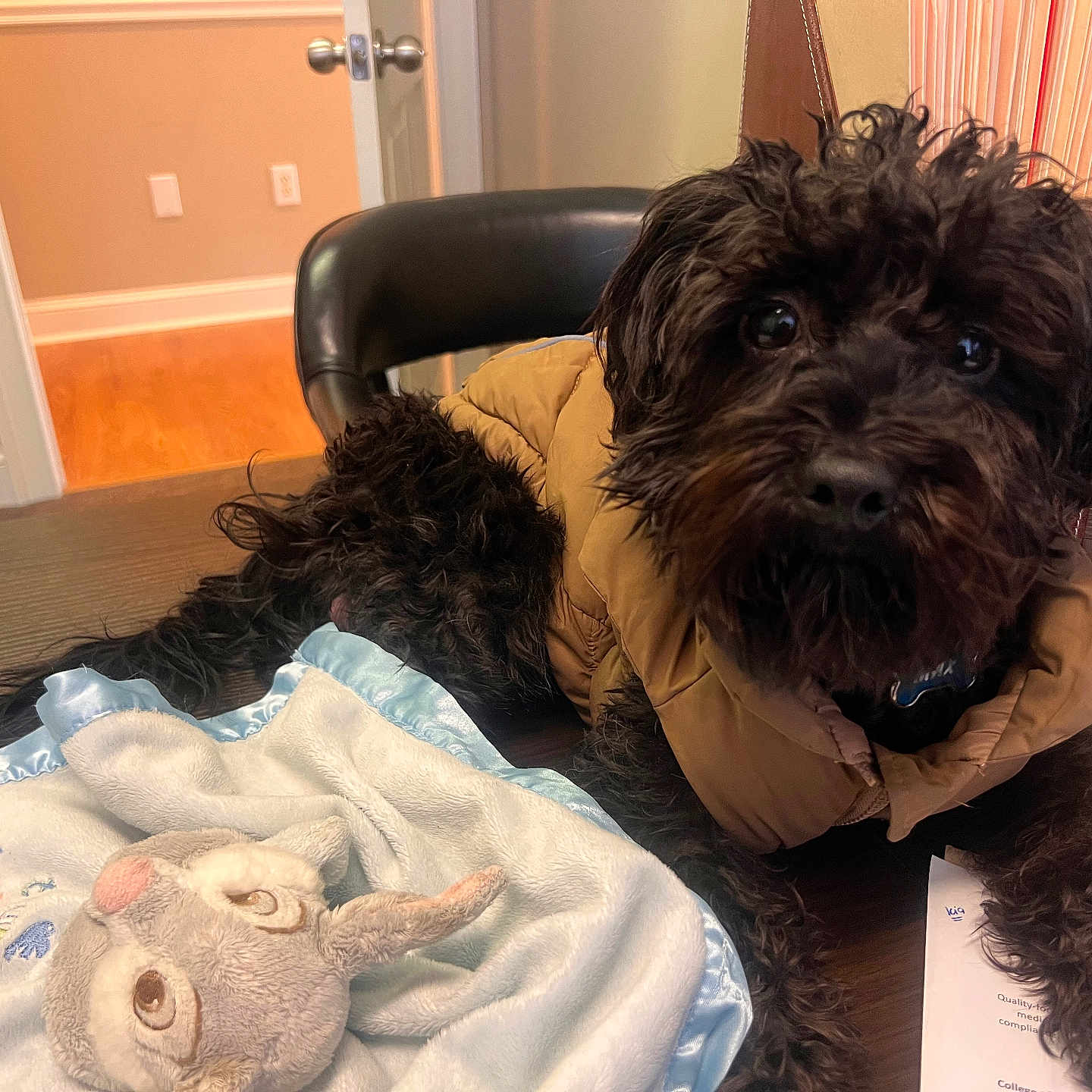 Max is registered to the contest to win money with this photo: black_dog, blanket, chair, cozy, curious_look, curly_fur, cute, dog, domestic_animal, fur, furniture, indoor, jacket, papers, pet, plush_toy, room, soft_toy, table, wooden_table
