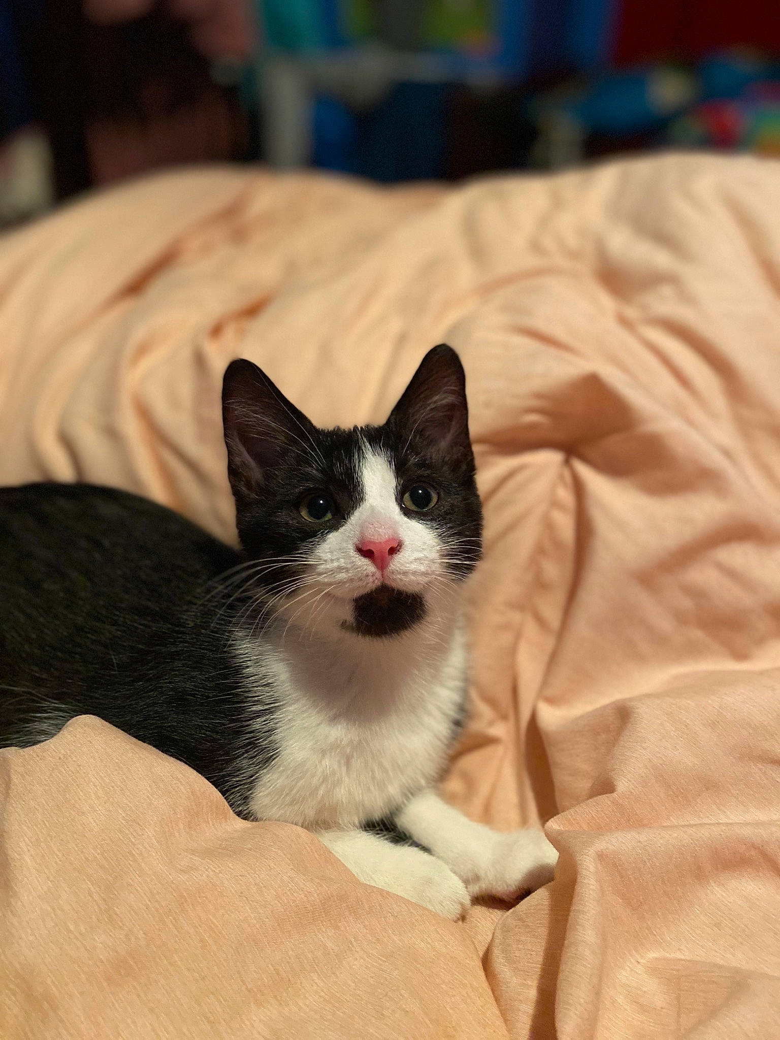 Ernie joined the competition — help win amazing prizes! aegean_cat, american_wirehair, carnivore, cat, domestic_short_haired_cat, ear, felidae, fur, kitten, mammal, norwegian_forest_cat, small_to_medium_sized_cats, snout, snowshoe, whiskers