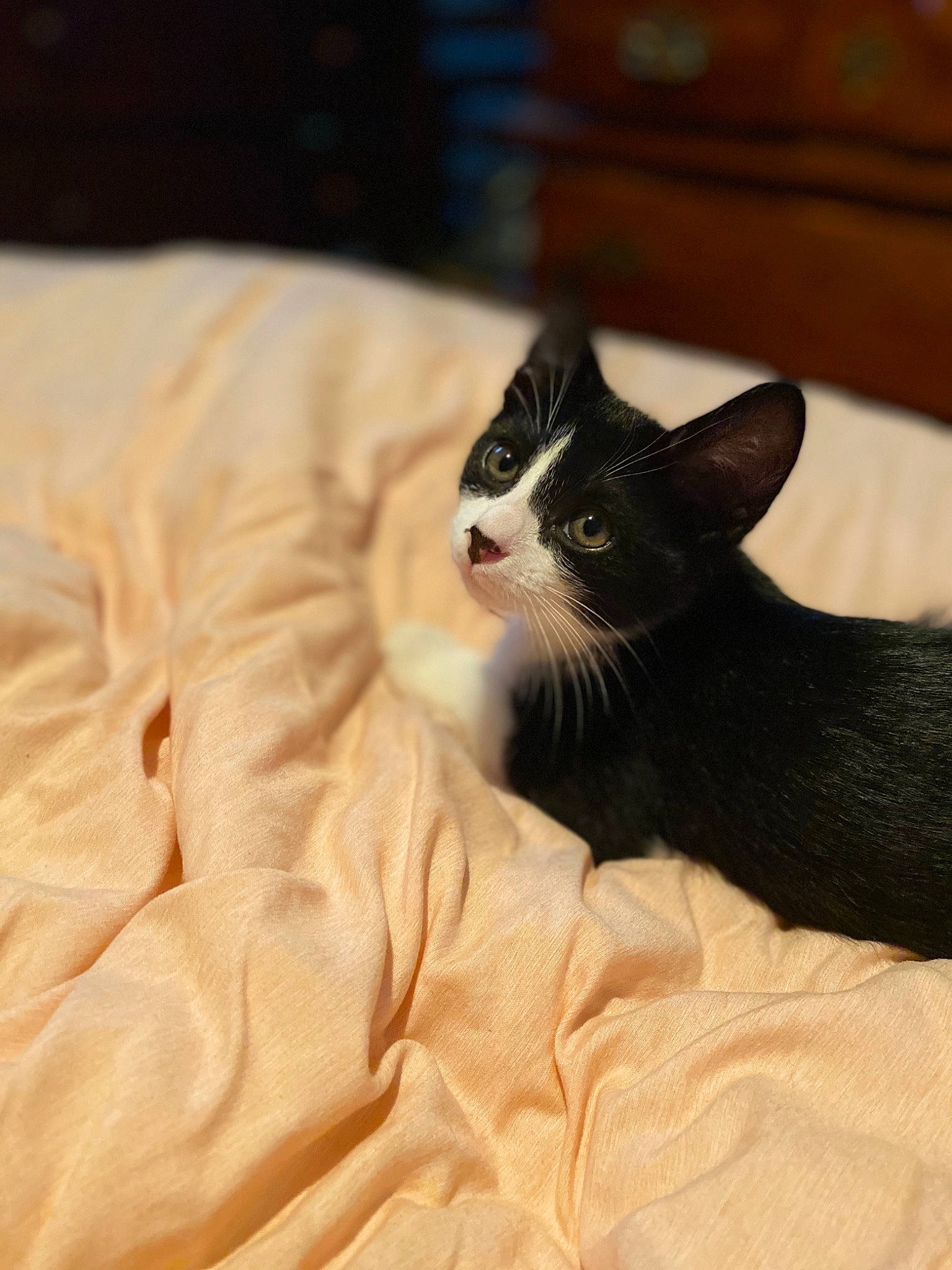 Bert joined the competition — help win amazing prizes! aegean_cat, black_cat, carnivore, cat, domestic_short_haired_cat, felidae, fur, kitten, small_to_medium_sized_cats, snout, whiskers