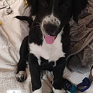 Bubba Derby joined the competition — help win amazing prizes! animal, bed, black_and_white, blanket, canine, collar, cute, dog, domestic_animal, fur, harness, indoor, looking_up, pet, playful, puppy, resting, tongue_out, white_bedspread, young_dog