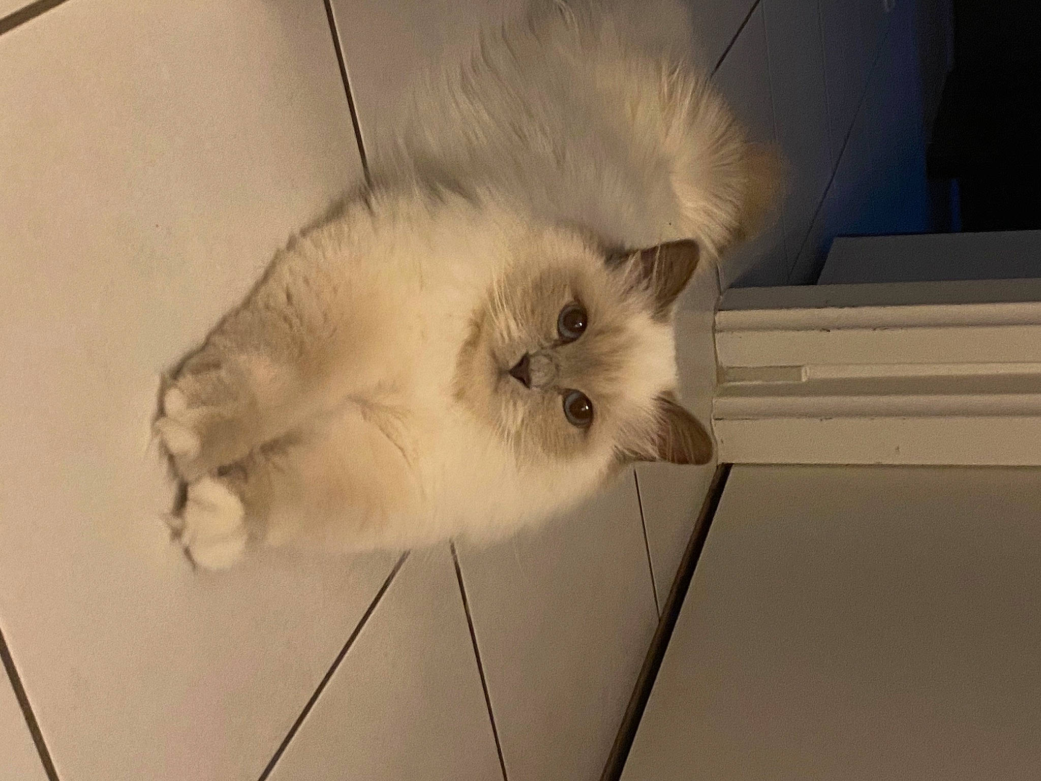 Opaline participe au concours pour gagner de l'argent avec cette photo : canidae, carnivore, cat, claw, domestic_short_haired_cat, fawn, felidae, flooring, fur, paw, ragdoll, small_to_medium_sized_cats, snout, tail, whiskers, wood