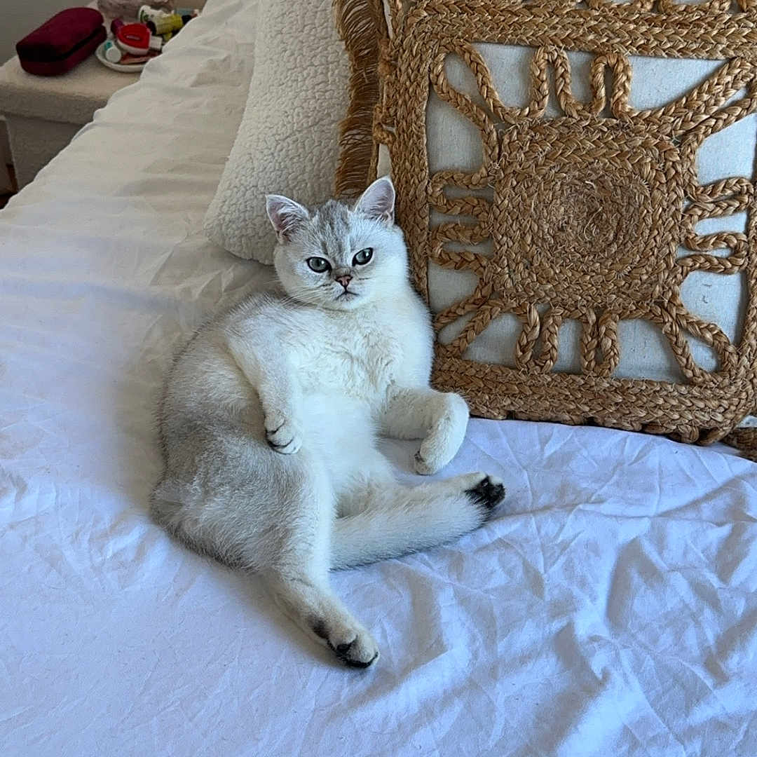 Robin a rejoint le concours — aidez-le/la à gagner de superbes lots ! cat, bed, pillow, white_bedspread, texture, relaxed, indoor, feline, silver_gray, fluffy, curious_eyes, cozy, casual_pose, home_interior, soft_light, resting, domestic_animal, furniture, decor, sleep_area