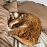 cat, orange_tabby, bed, pillow, blanket, fur, sleepy, cozy, indoor, resting, pet, animal, curled_up, whiskers, cute, soft, relaxed, feline, domestic_cat, comfortable