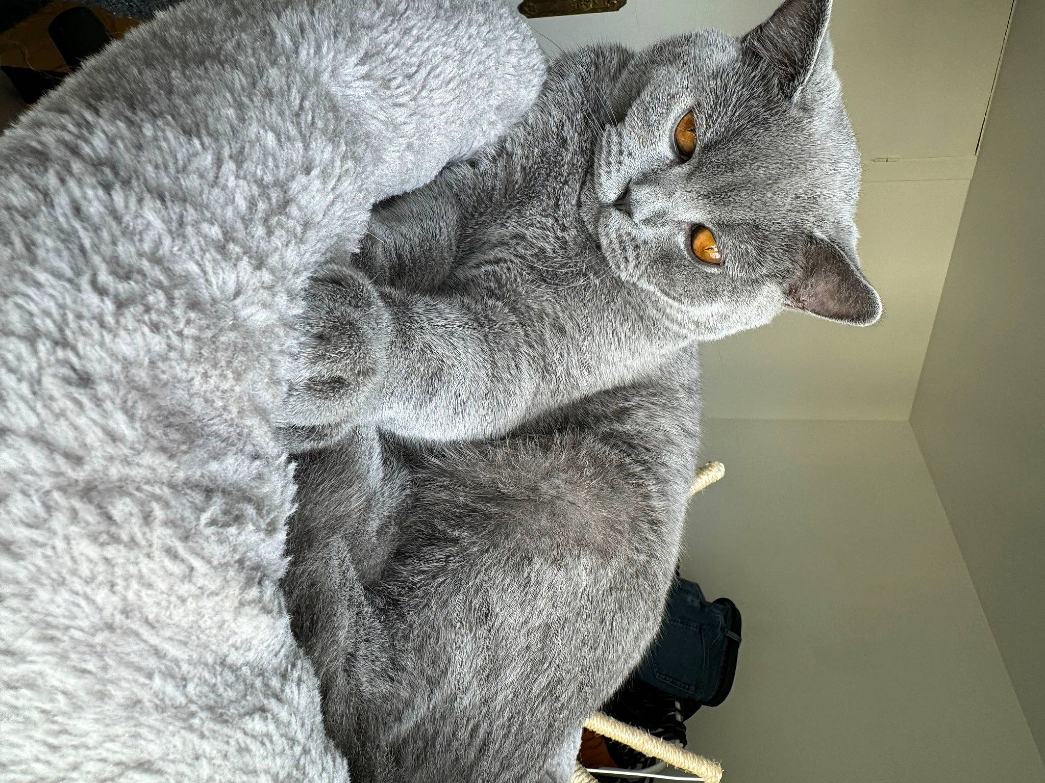 Zorro a rejoint le concours — aidez-le/la à gagner de superbes lots ! carnivore, cat, cat_toy, domestic_short_haired_cat, ear, felidae, fur, grey, paw, russian_blue, small_to_medium_sized_cats, snout, tail, whiskers, window